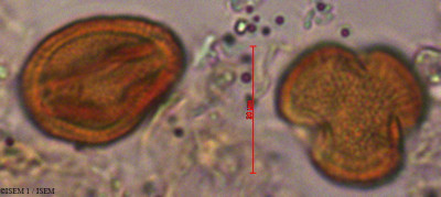 ISEM 1/Avicennia_elliptica_10881/Avicennia_elliptica_10881_0001(copy)_thumb.jpg